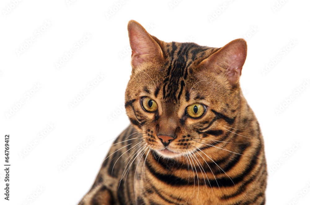Cat Cat