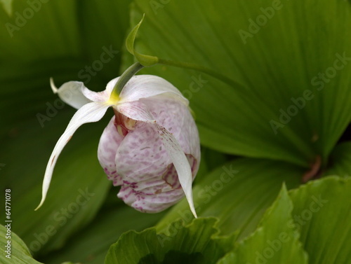 Slipper orchid (cypripedium formosanum) photo