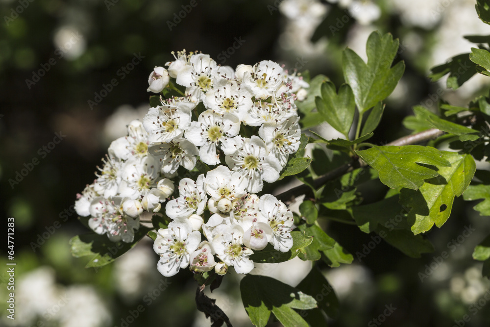 Hawthorn, or may tree (Crataegus) flowers Hawthorn, or may tree (Crataegus) flowers