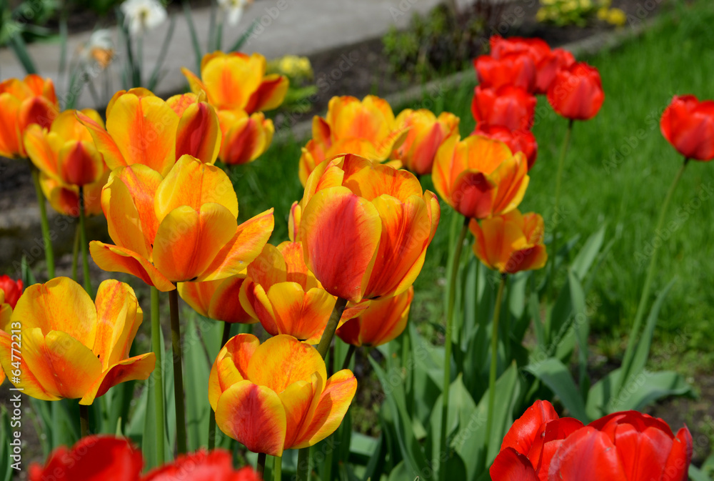 Close-up of orange tulip with yellow and red tulips background i