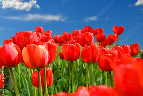 Field of red tulips with blue sky