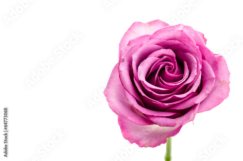 Pink rose isolated on white