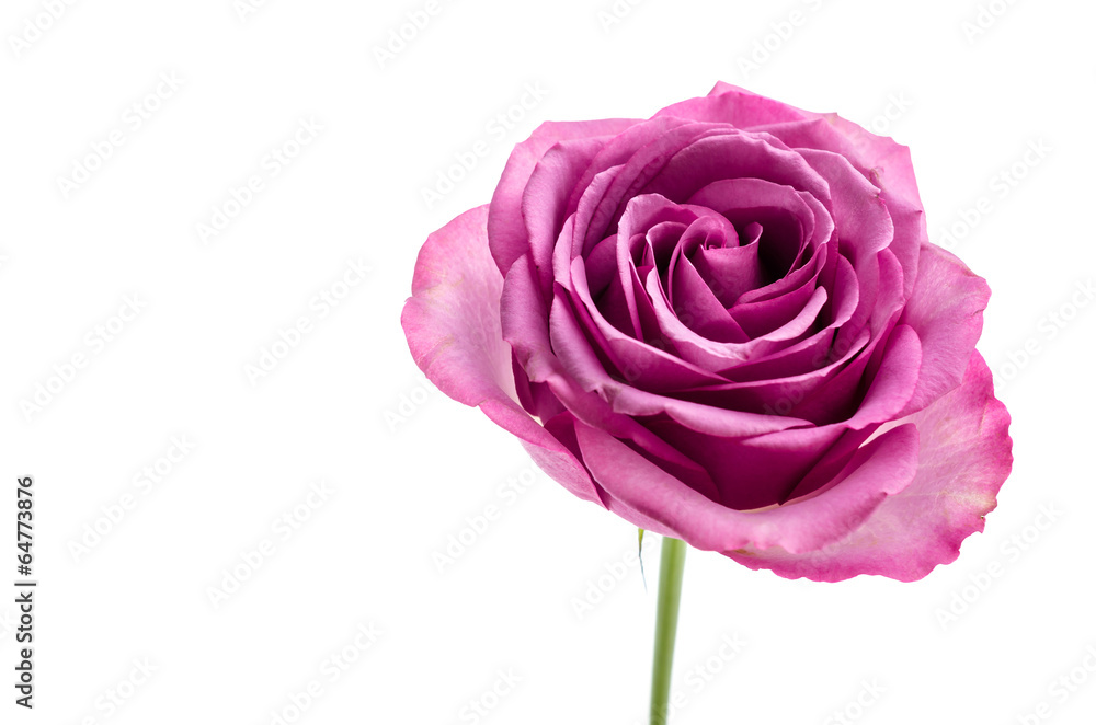 Pink rose isolated on white Pink rose isolated on white