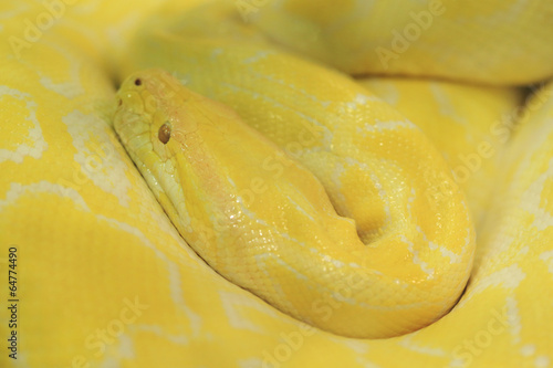 Tiger albino python snake, yellow viper