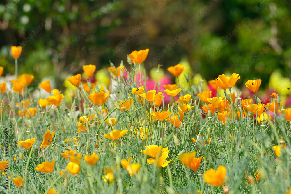 close-up of California Golden Poppy flowers, yellow flowers summ