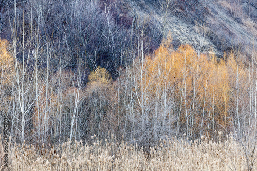 Fototapeta Naklejka Na Ścianę i Meble -  Winter woodland background