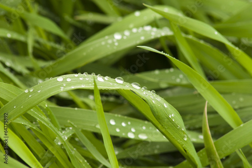 Зелёная трава после дождя