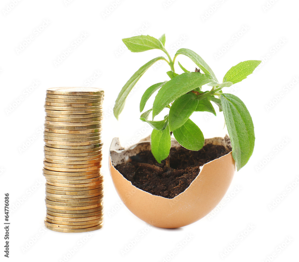 Coins and plant in eggshell isolated on white Coins and plant in eggshell isolated on white