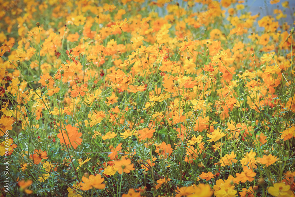 Beautiful orange flowers in green field garden