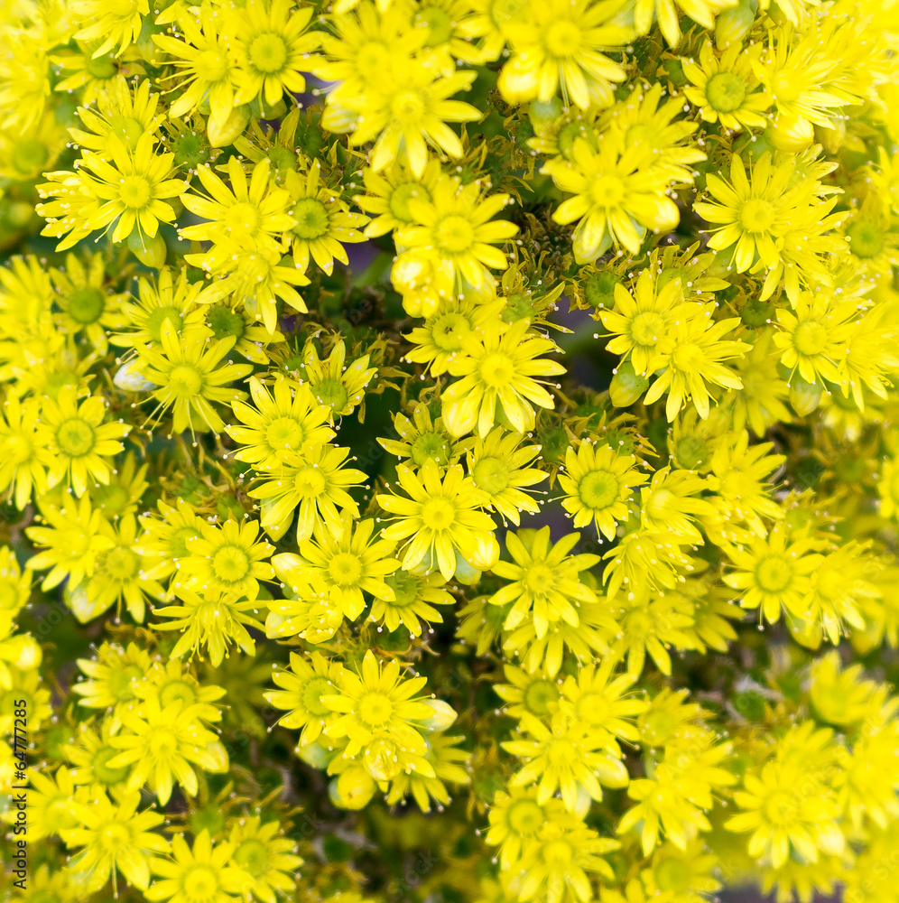 Little Yellow flowers Little Yellow flowers