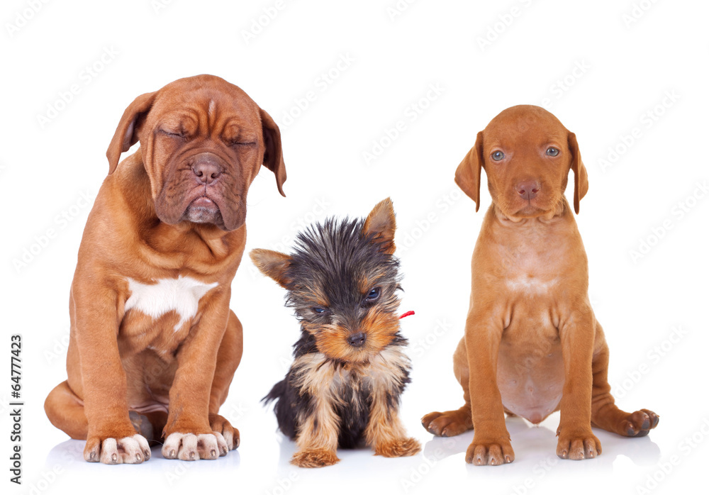 three adorable sleepy puppies sitting on white background three adorable sleepy puppies sitting on white background