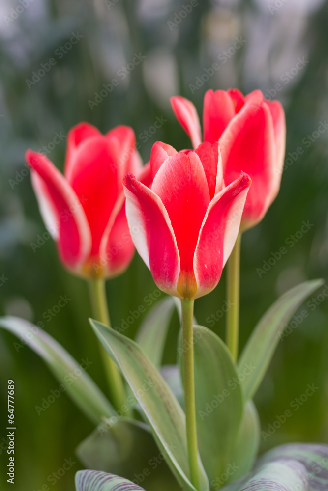 Naklejka premium チューリップ