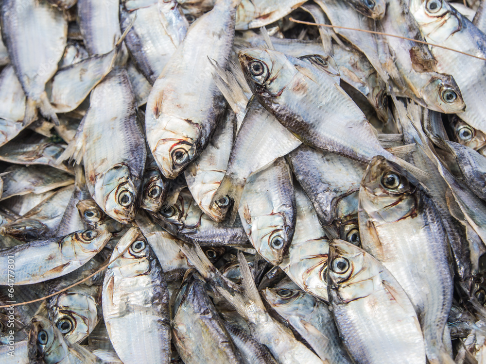 Obraz premium fish background