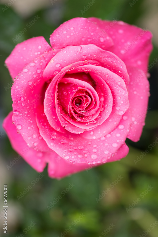 紅い薔薇 紅い薔薇
