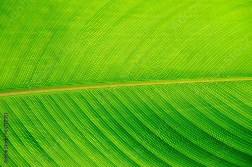 green leaf