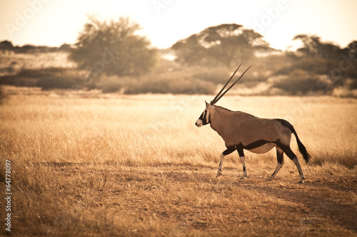 Oryx