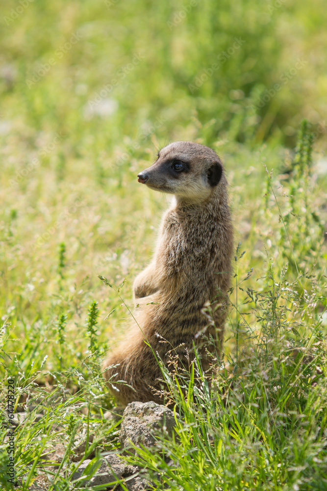 Fototapeta premium ミーアキャット