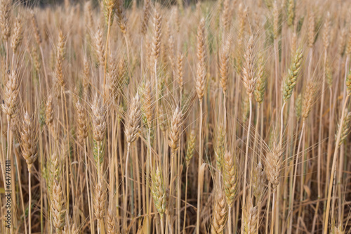 closeup barley seed in field