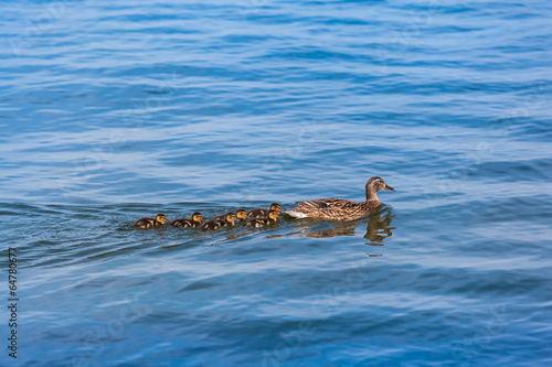 All Little Ducklings Behind Mum