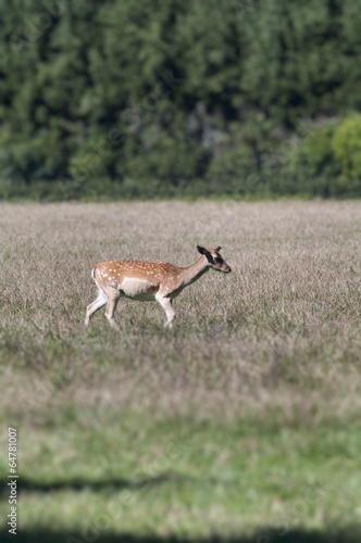 Fototapeta Naklejka Na Ścianę i Meble -  Red Deer - Cervus elaphus