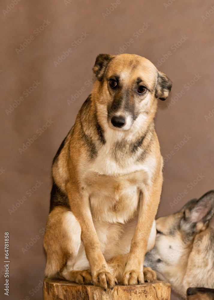 The homeless dog thrown by people The homeless dog thrown by people