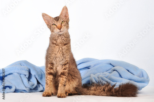Obraz na płótnie LaPerm Katze sitzend