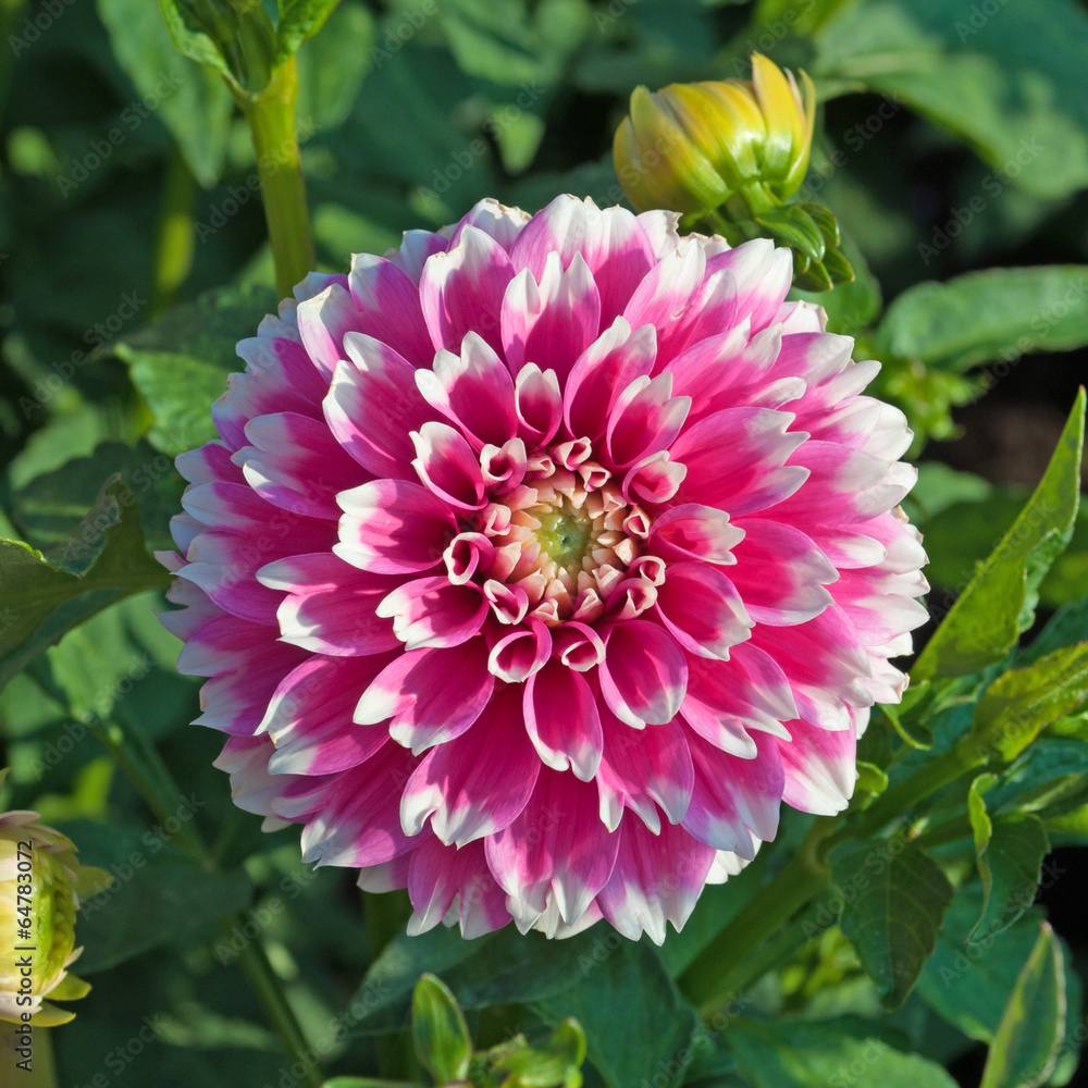 Dahlie - Dahlia Dahlie - Dahlia