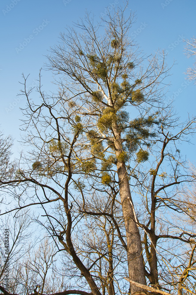 mistletoes hanging on a tree mistletoes hanging on a tree