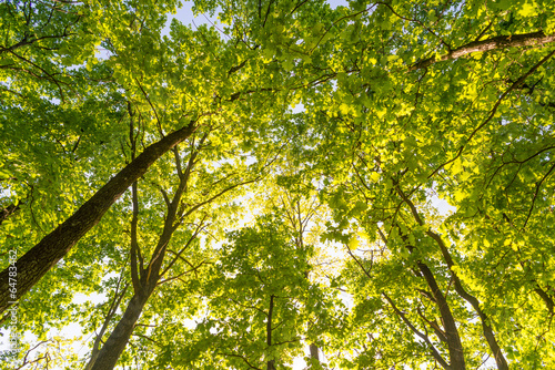 Looking up in a green oak tree forest at evening during spring