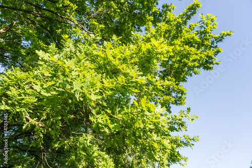 Vision of a tall oak tree  with a sky background  at the begining of the spring