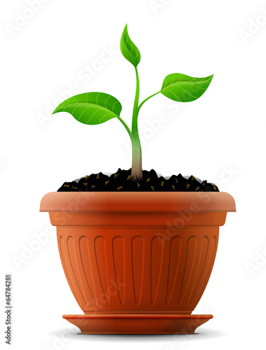 Sprout with leaves in flower pot. Growing plant in ground