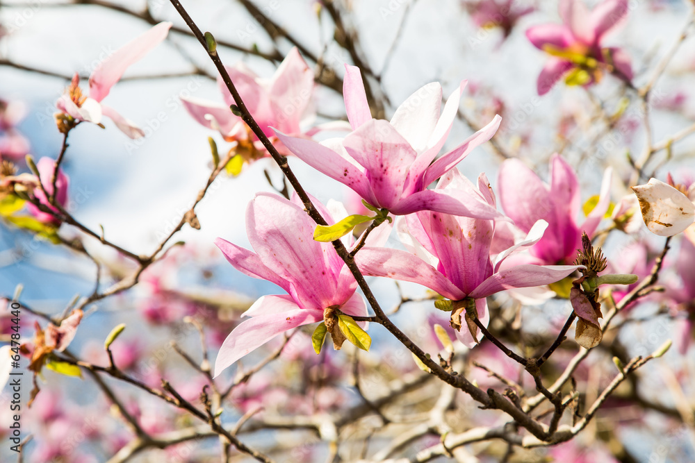 Japanese Magnolias with Bright Cloud Background Japanese Magnolias with Bright Cloud Background