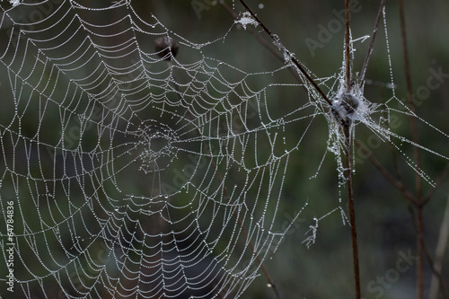 Spider web.