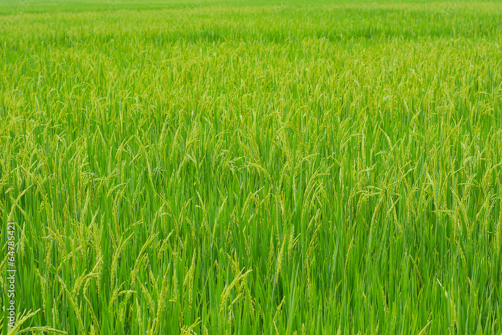 Rice plant in rice field.