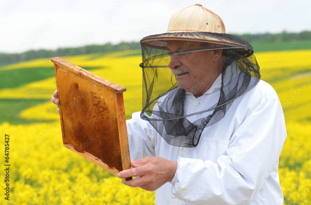 doświadczony pszczelarz pracujący przy polu kwitnącego rzepaku - obrazy, fototapety, plakaty 