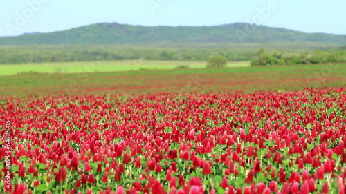 Beautiful Crimson clover flower field photo