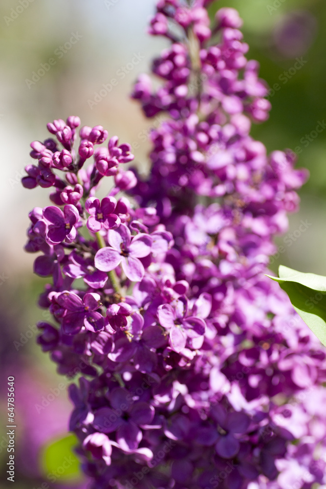 Lilac Lilac
