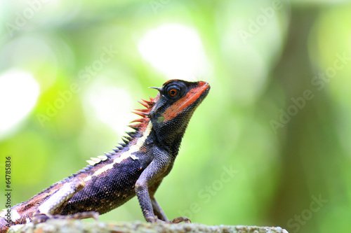 Forest Crested Lizard (Calotes emma) in Thailand  