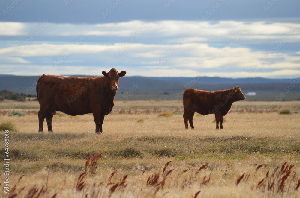 Cattle grazing on the Patagonian steppe