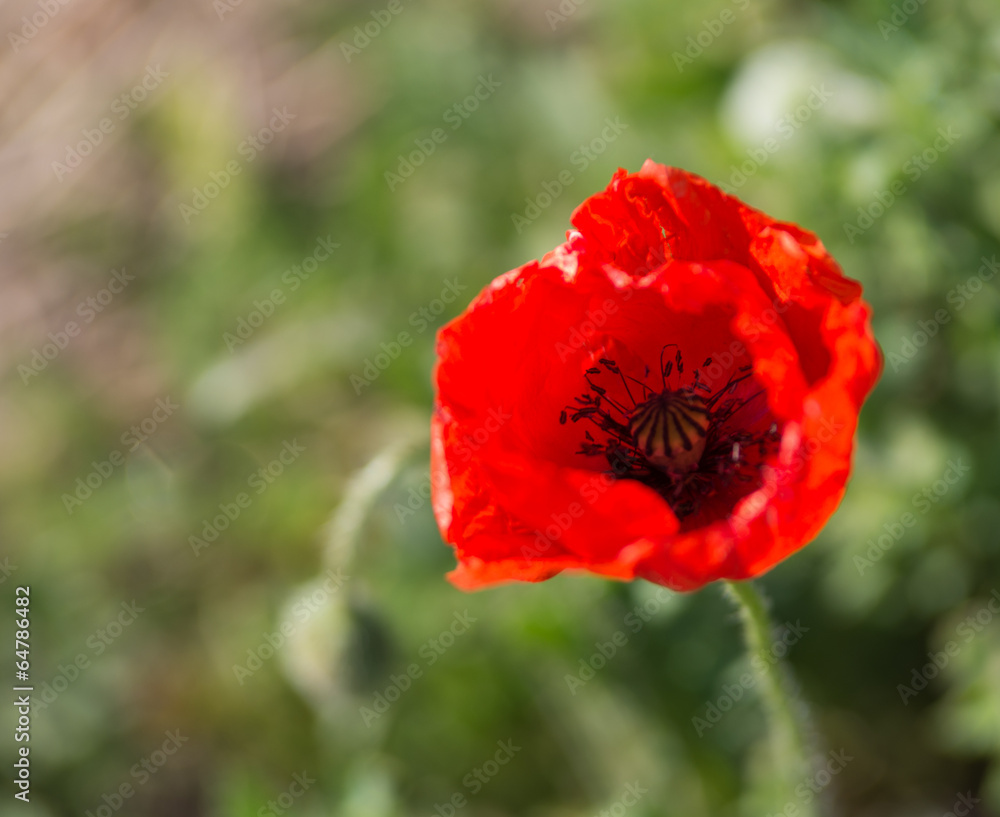 Obraz premium Coquelicot