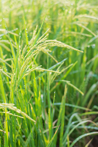 Rice spike in rice field.