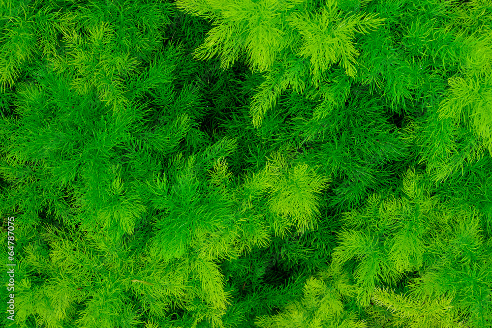 Fototapeta premium Fern