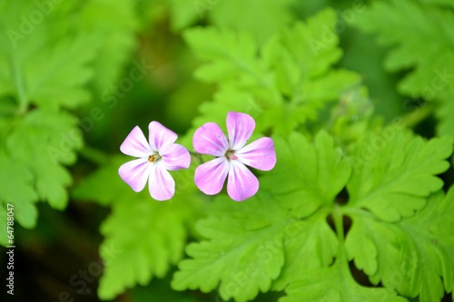 Herb Robert flowers and green leaves