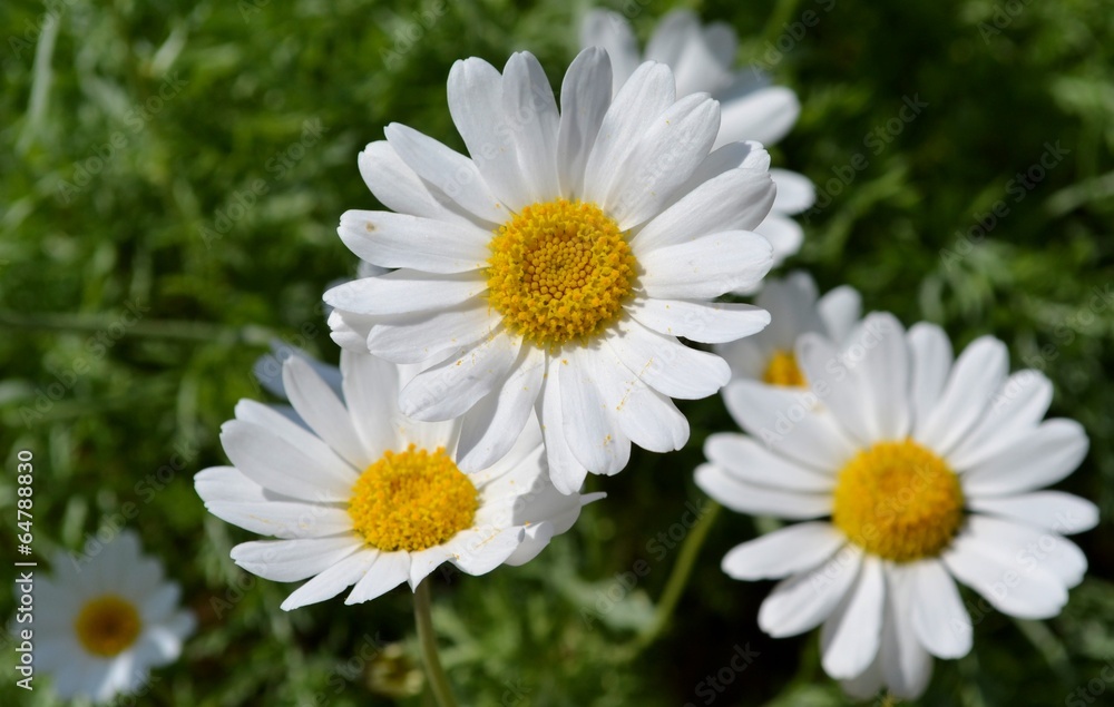 Daisies and green leaves Daisies and green leaves