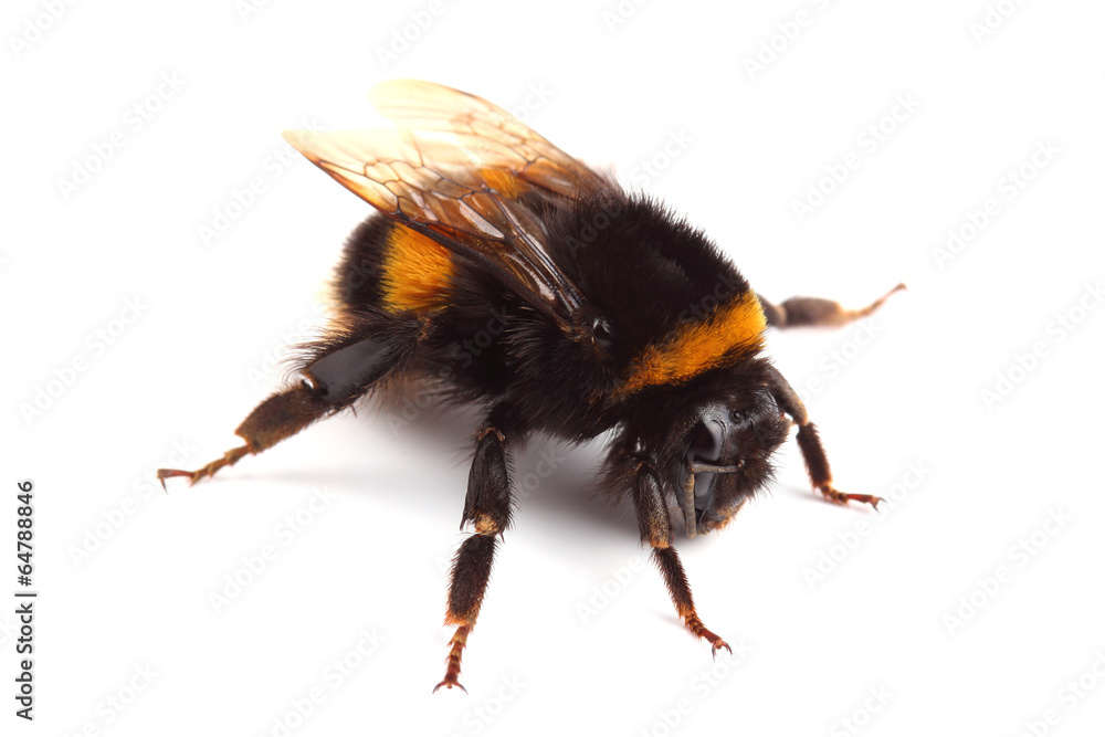 Bumblebee isolated on white - obrazy, fototapety, plakaty 