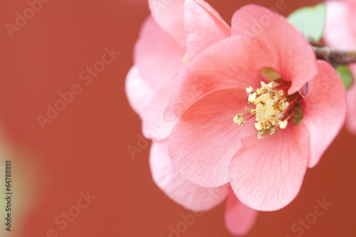Cuadro en lienzo Pink flowers on vintage background