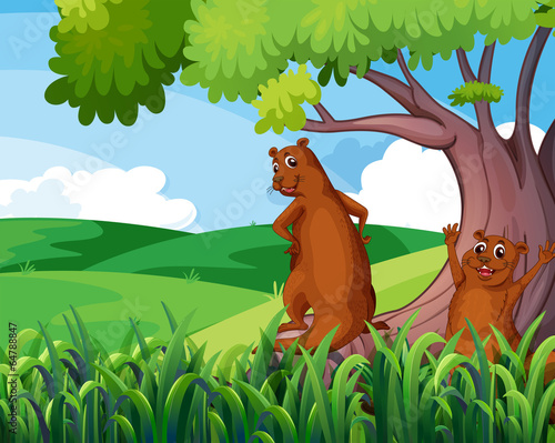 Wild animals under the tree