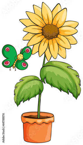 A pot with a sunflower