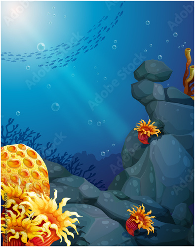 The corals near the rocks and the school of fish
