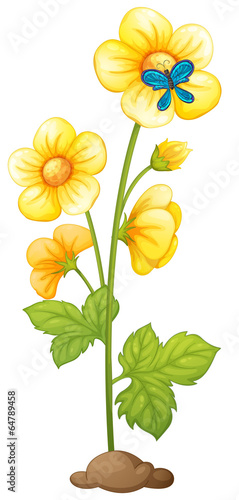 A yellow flower and a blue butterfly